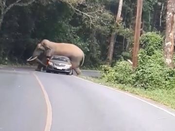 Un elefante aplasta un coche en Tailandia Un elefante aplasta un coche en Tailandia