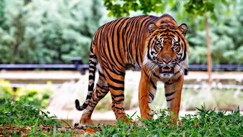 Tigre Tigre
