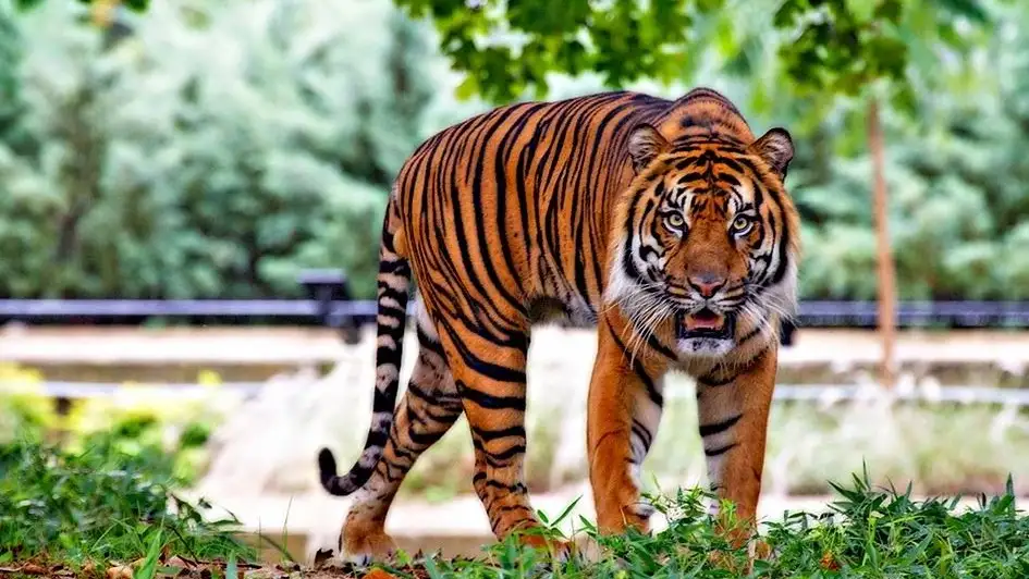 Tigre Tigre