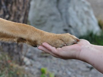 Un cura lleva perros a su Iglesias para que los adopten