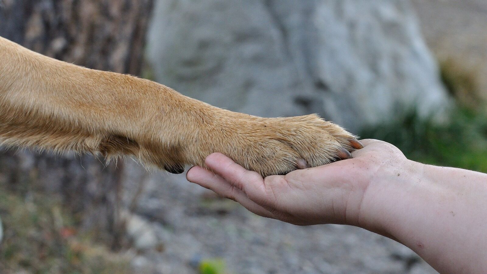 Un cura celebra sus misas junto a perros abandonados para animar a sus feligreses a que los adopten