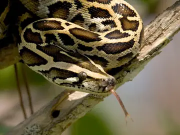 Una serpiente pitón birmana Una serpiente pitón birmana