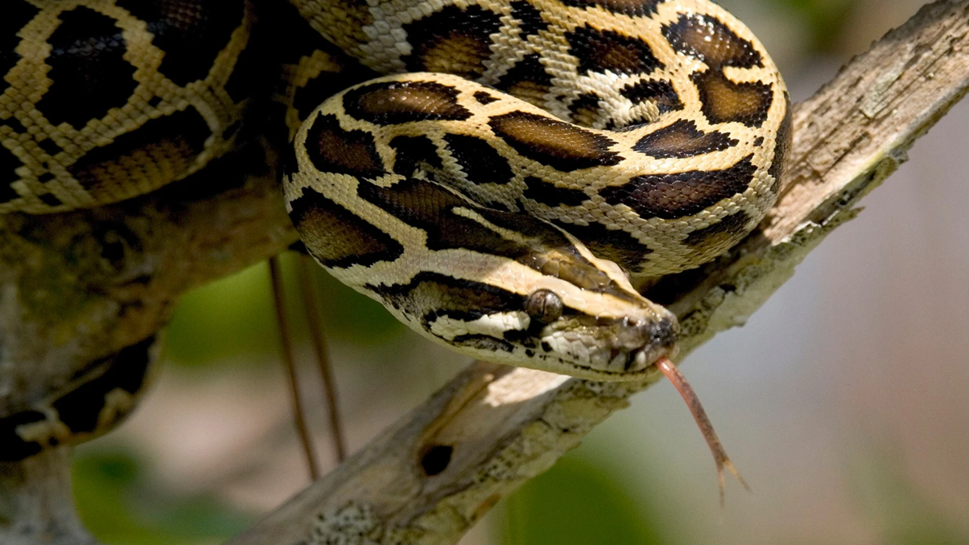 Una serpiente pitón birmana Una serpiente pitón birmana