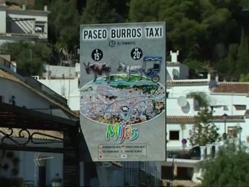 Paseo 'burros-taxi'