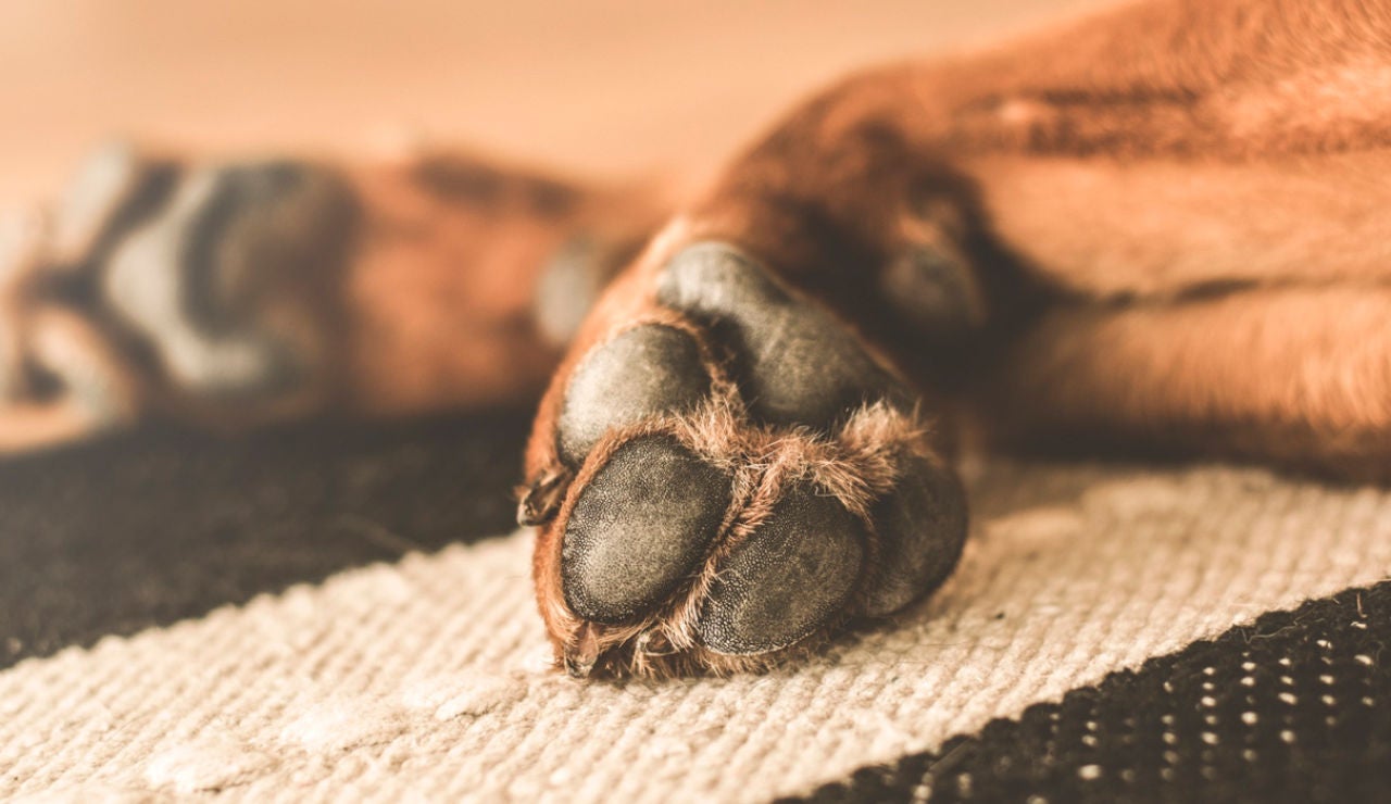 Patas de un perro Patas de un perro