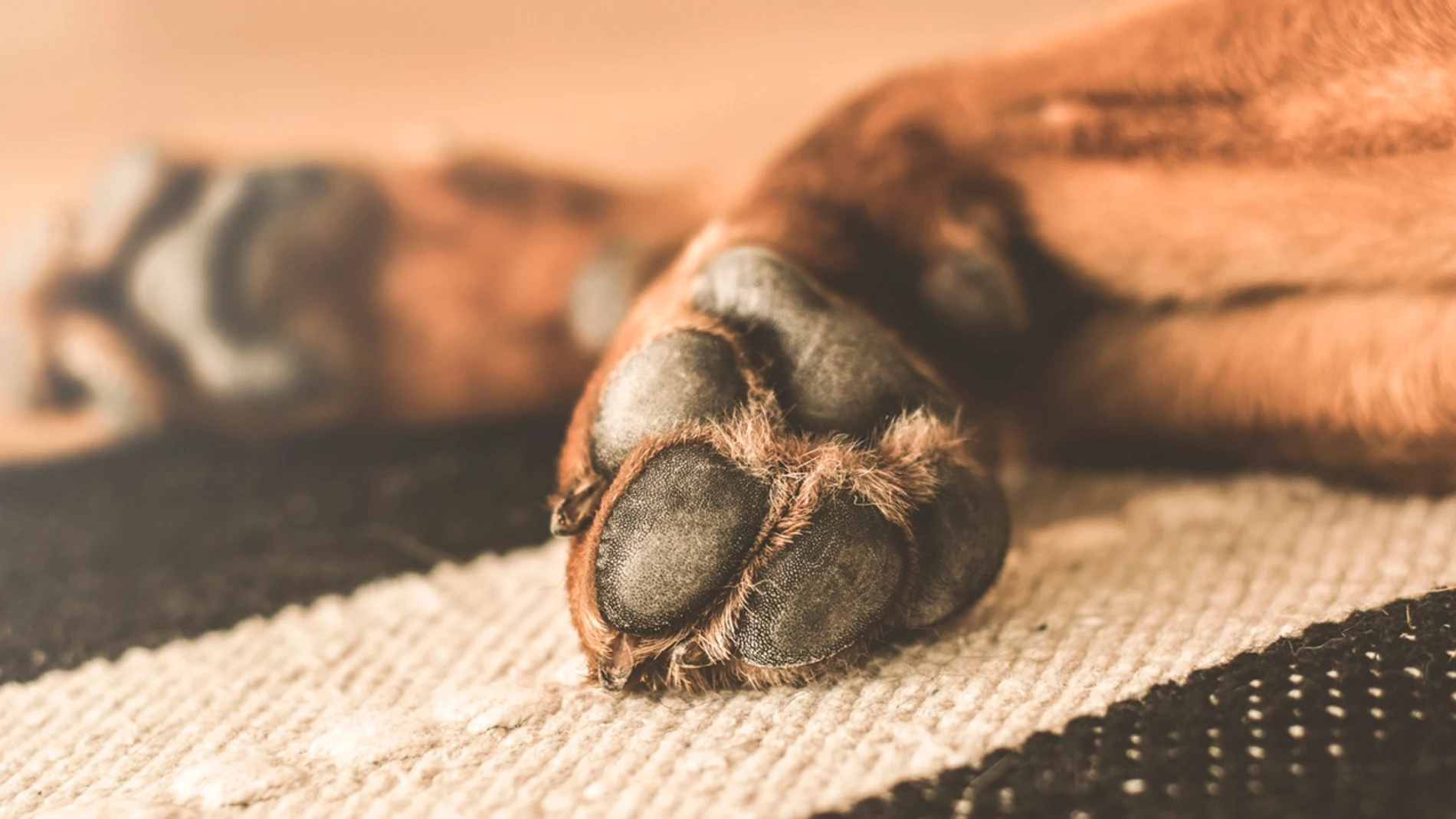 Patas de un perro Patas de un perro