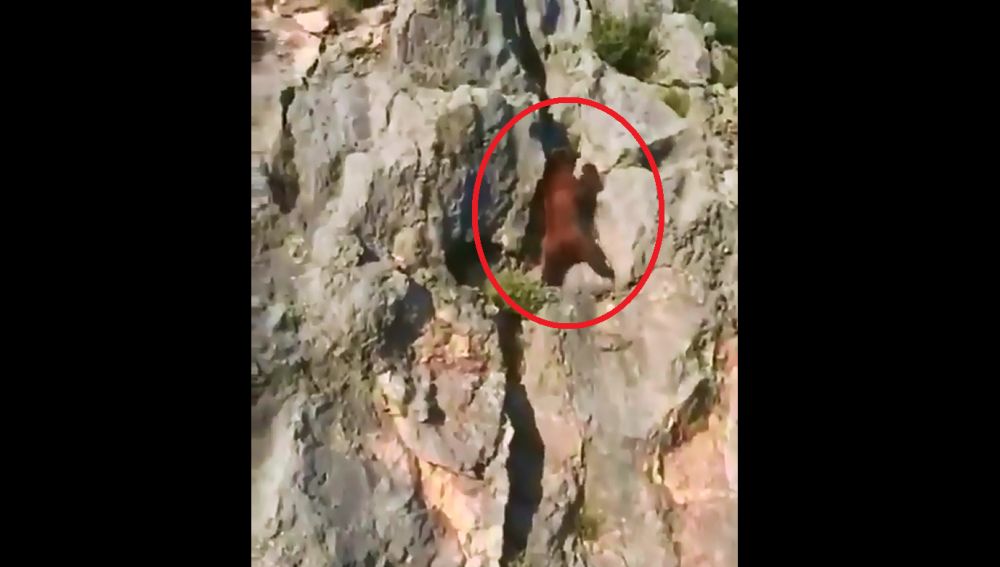 Un oso trepa a toda velocidad por una pared rocosa
