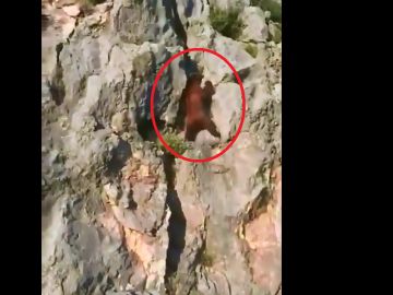 Un oso trepa a toda velocidad por una pared rocosa