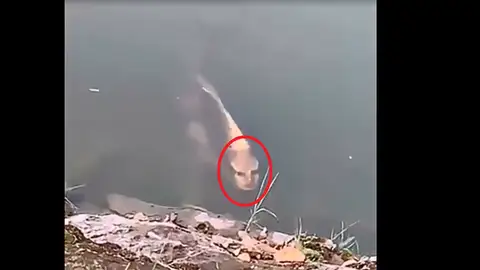 El pez con rostro humano grabado por un turista en China El pez con rostro humano grabado por un turista en China