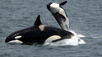 Manada de orcas (archivo)