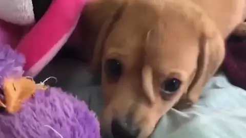 Un perro con una segunda cola entre los dos ojos Un perro con una segunda cola entre los dos ojos