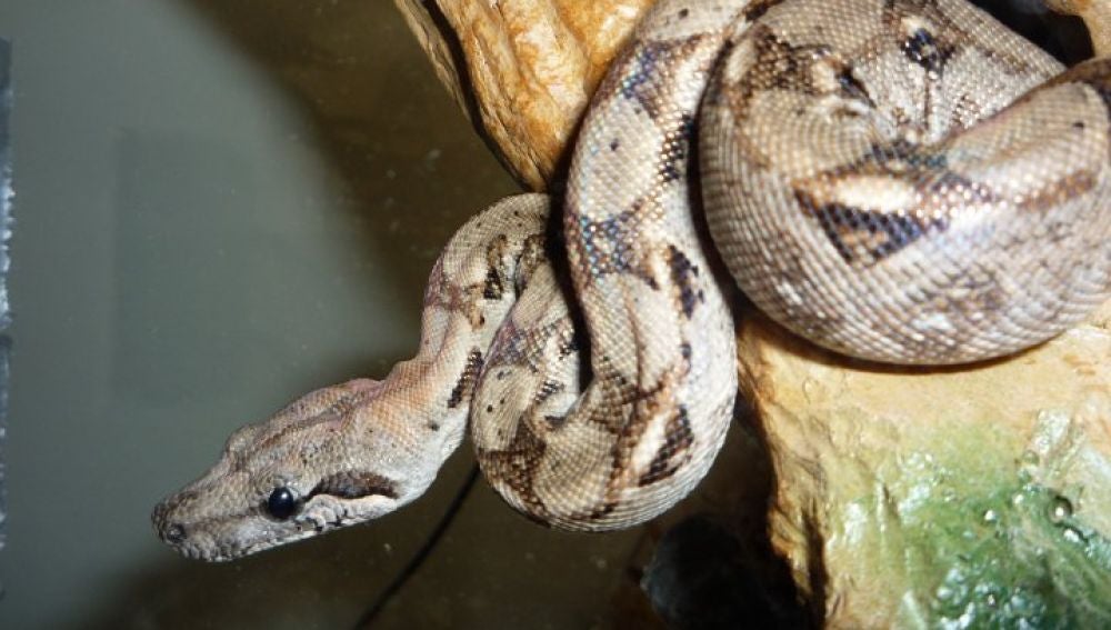 Detenidos por abandonar una boa de Madagascar en la calle
