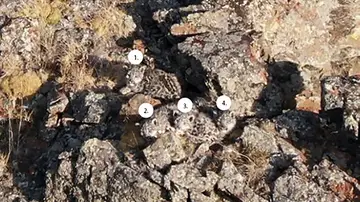 Los cuatro cachorros señalados Los cuatro cachorros señalados