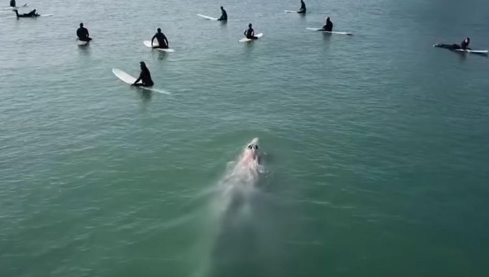 Una ballena gris nadando entre surfistas