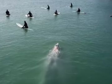 Una ballena gris nadando entre surfistas