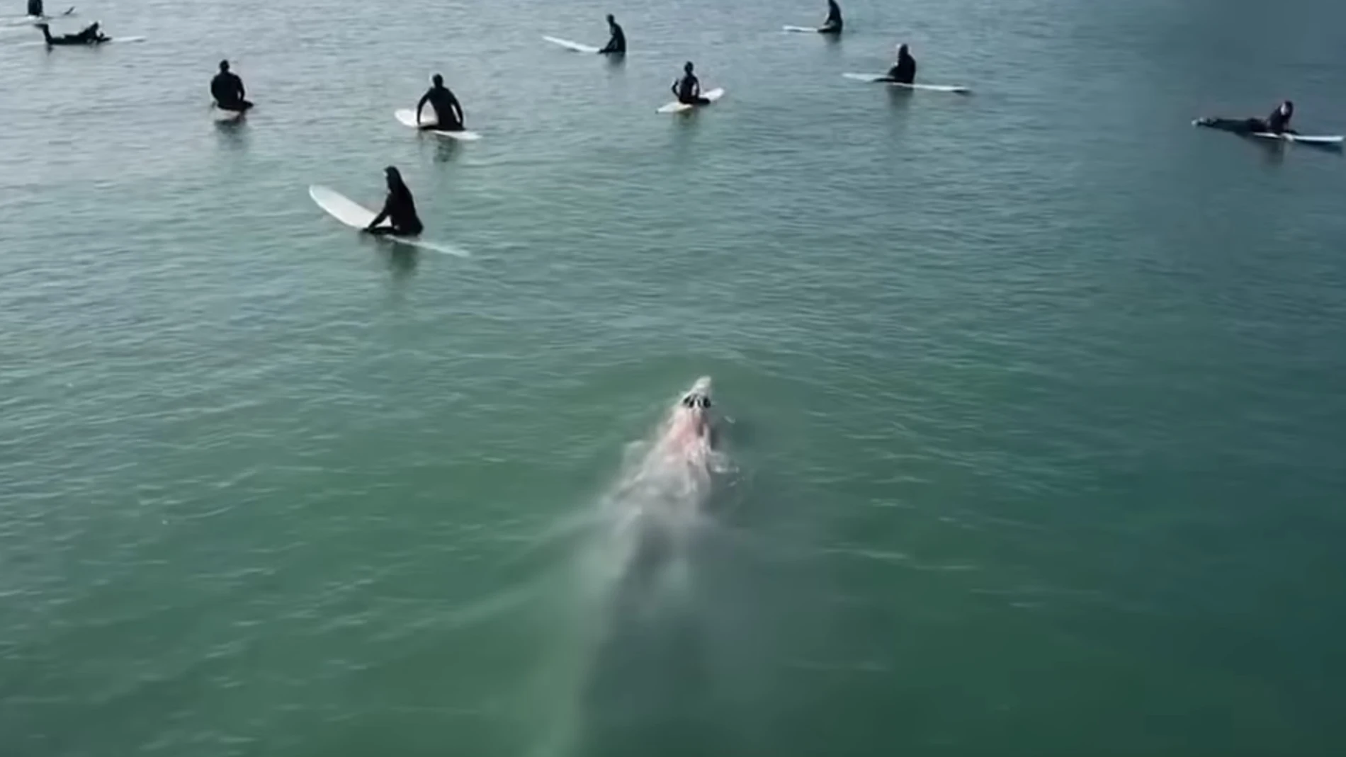 Una ballena gris nadando entre surfistas Una ballena gris nadando entre surfistas