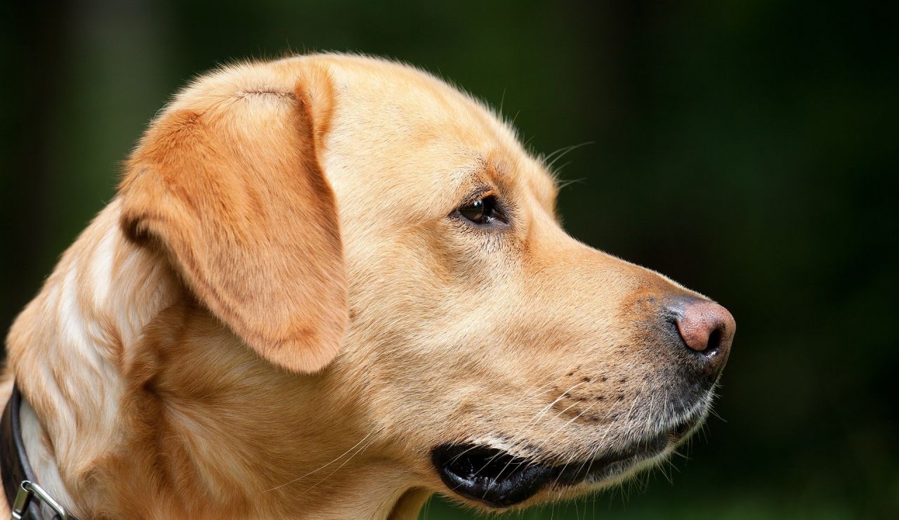 perro labrador perro labrador