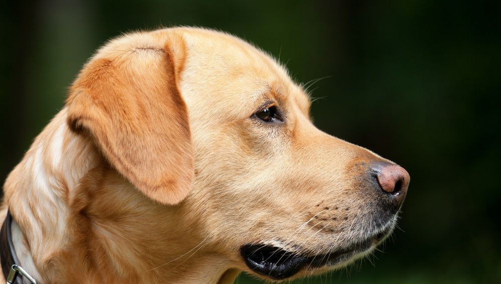 perro labrador