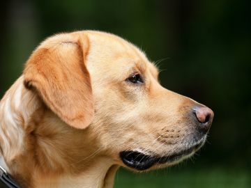 perro labrador