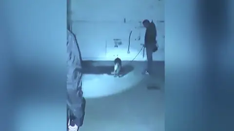 Así fue el momento en el que Dalton, el perro policía, encontró el cadáver de Diana Quer Así fue el momento en el que Dalton, el perro policía, encontró el cadáver de Diana Quer