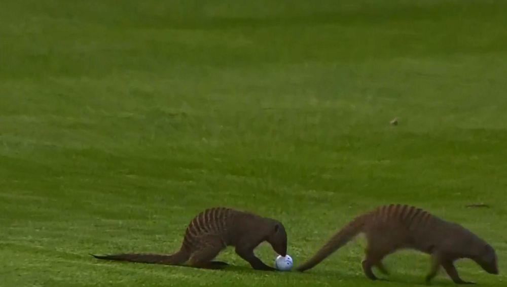 Dos mangostas invaden un campo de golf en pleno torneo