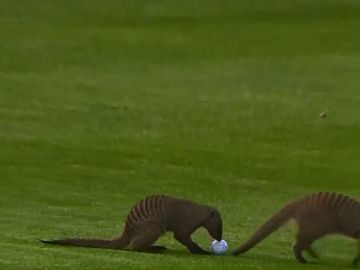 Dos mangostas invaden un campo de golf en pleno torneo