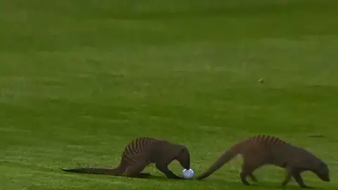 Dos mangostas invaden un campo de golf en pleno torneo Dos mangostas invaden un campo de golf en pleno torneo