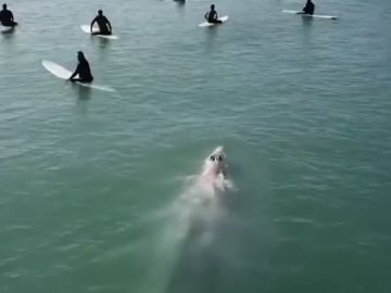 Un tiburón sorprende a unos surfistas