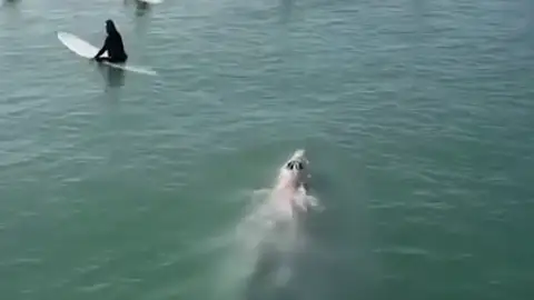 Un tiburón sorprende a unos surfistas Surf