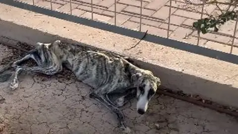 Imagen de Matilda cuando fue encontrada abandonada en la calle Imagen de Matilda cuando fue encontrada abandonada en la calle
