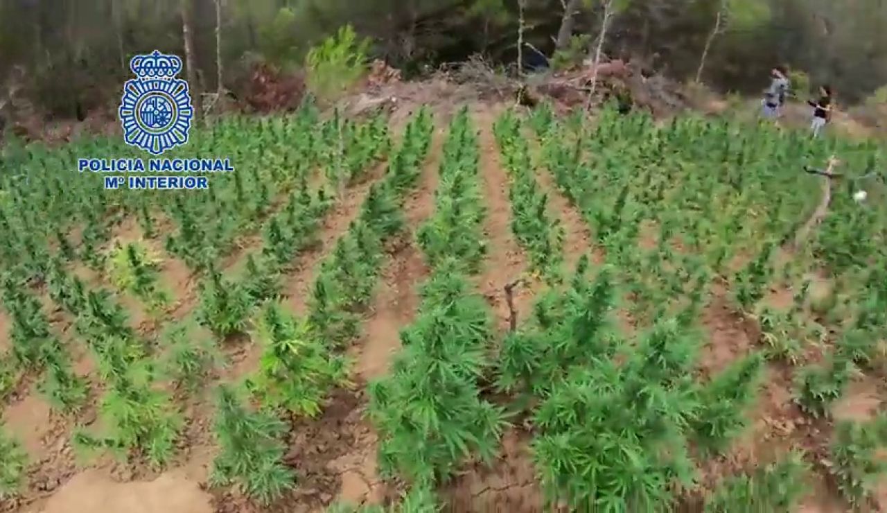Desmantelan una plantación de marihuana en Aragón, la más grande hasta la fecha Desmantelan una plantación de marihuana en Aragón, la más grande hasta la fecha