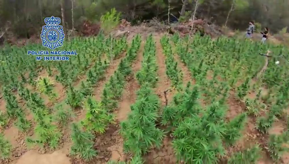 Desmantelan una plantación de marihuana en Aragón, la más grande hasta la fecha