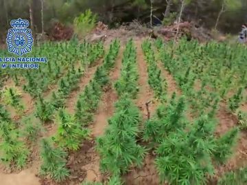 Desmantelan una plantación de marihuana en Aragón, la más grande hasta la fecha
