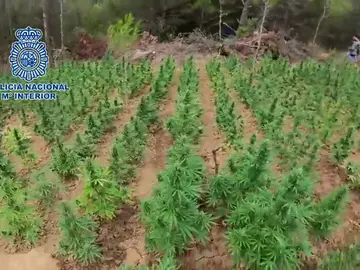 Desmantelan una plantación de marihuana en Aragón, la más grande hasta la fecha Desmantelan una plantación de marihuana en Aragón, la más grande hasta la fecha