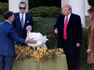 Uno de los pavos indultados por Trump Uno de los pavos indultados por Trump