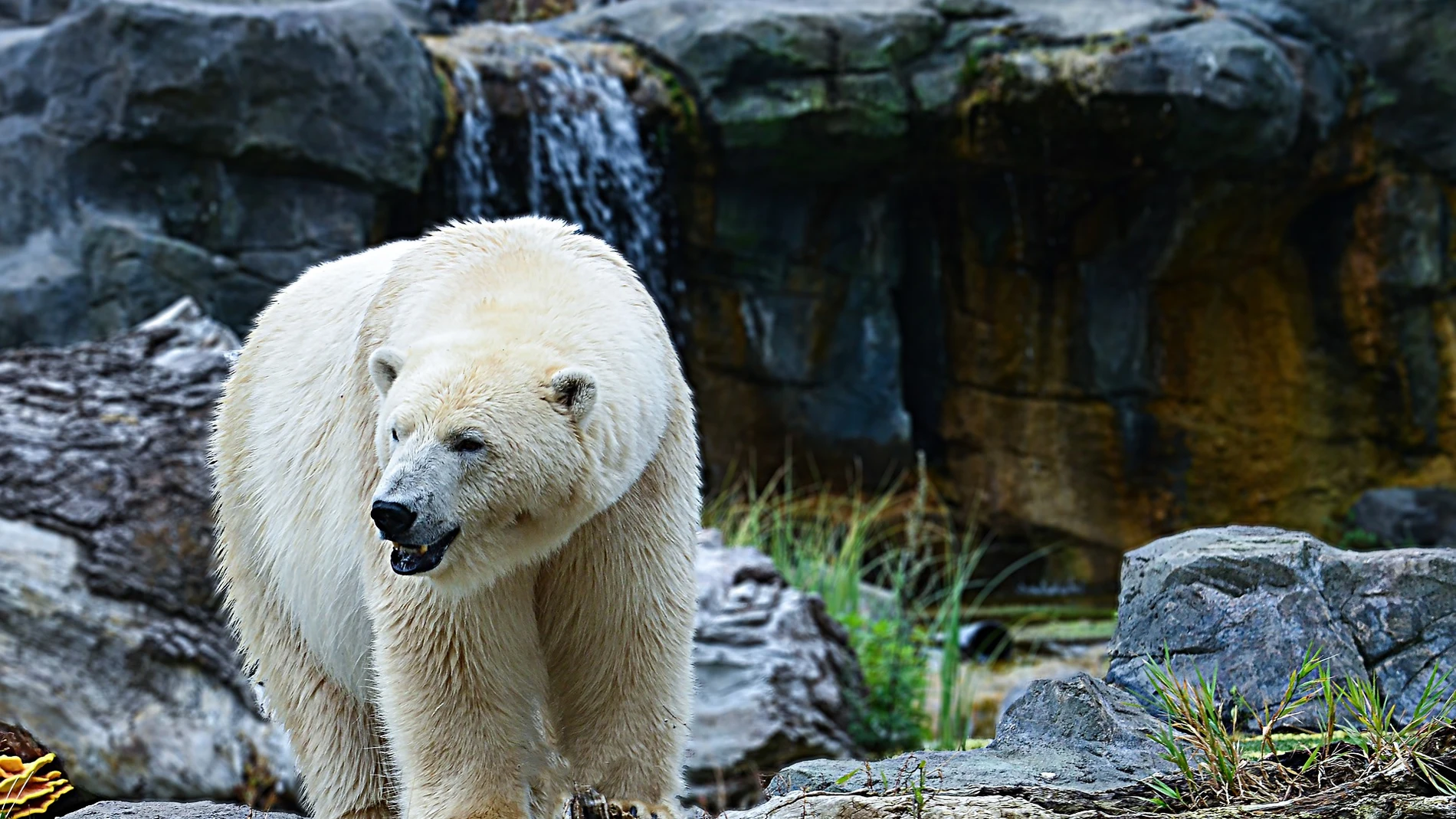 Oso Polar Oso Polar