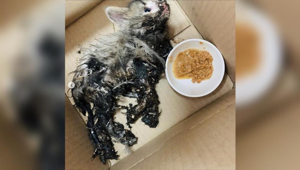El gato tras ser encontrado por la veterinaria 