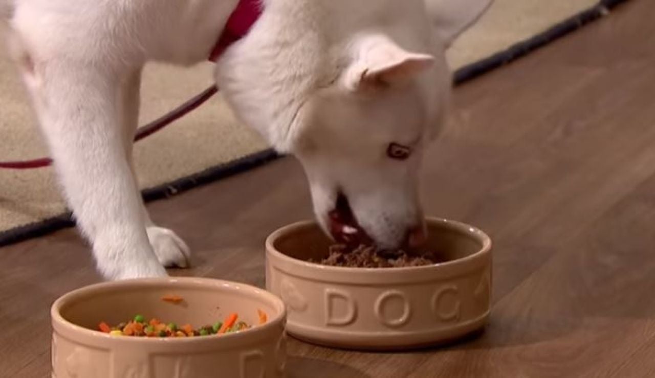 Un perro 'vegetariano' come carne en televisión Un perro 'vegetariano' come carne en televisión