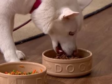 Un perro 'vegetariano' come carne en televisión 