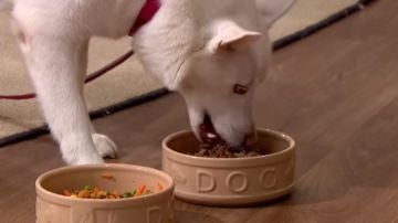 Un perro 'vegetariano' come carne en televisión 