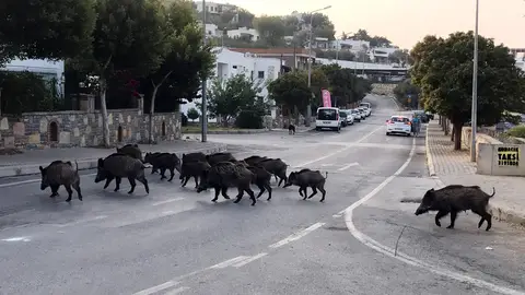 Cerdos salvajes Cerdos salvajes