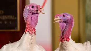 Pan y Mantequilla, los pavos que esperan el indulto de Trump Pan y Mantequilla, los pavos que esperan el indulto de Trump