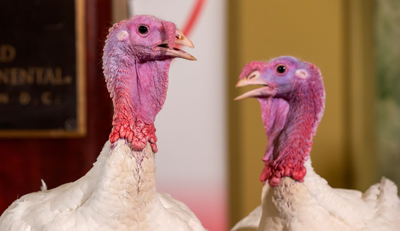 Pan y Mantequilla, los pavos que esperan el indulto de Trump Pan y Mantequilla, los pavos que esperan el indulto de Trump