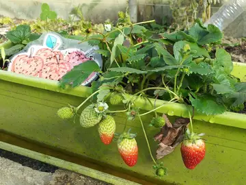 Cómo cultivar tu propio huerto urbano Cómo cultivar tu propio huerto urbano