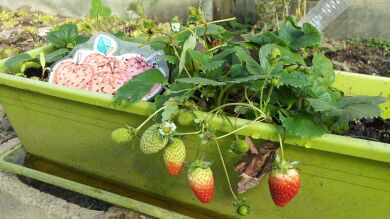 Cómo cultivar tu propio huerto urbano 