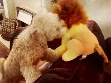 Bowie con el peluche Bowie con el peluche