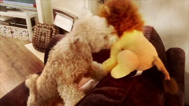 VÍDEO: Así reinterpreta este perro la película de 'El Rey León', y Mufasa tampoco acaba bien