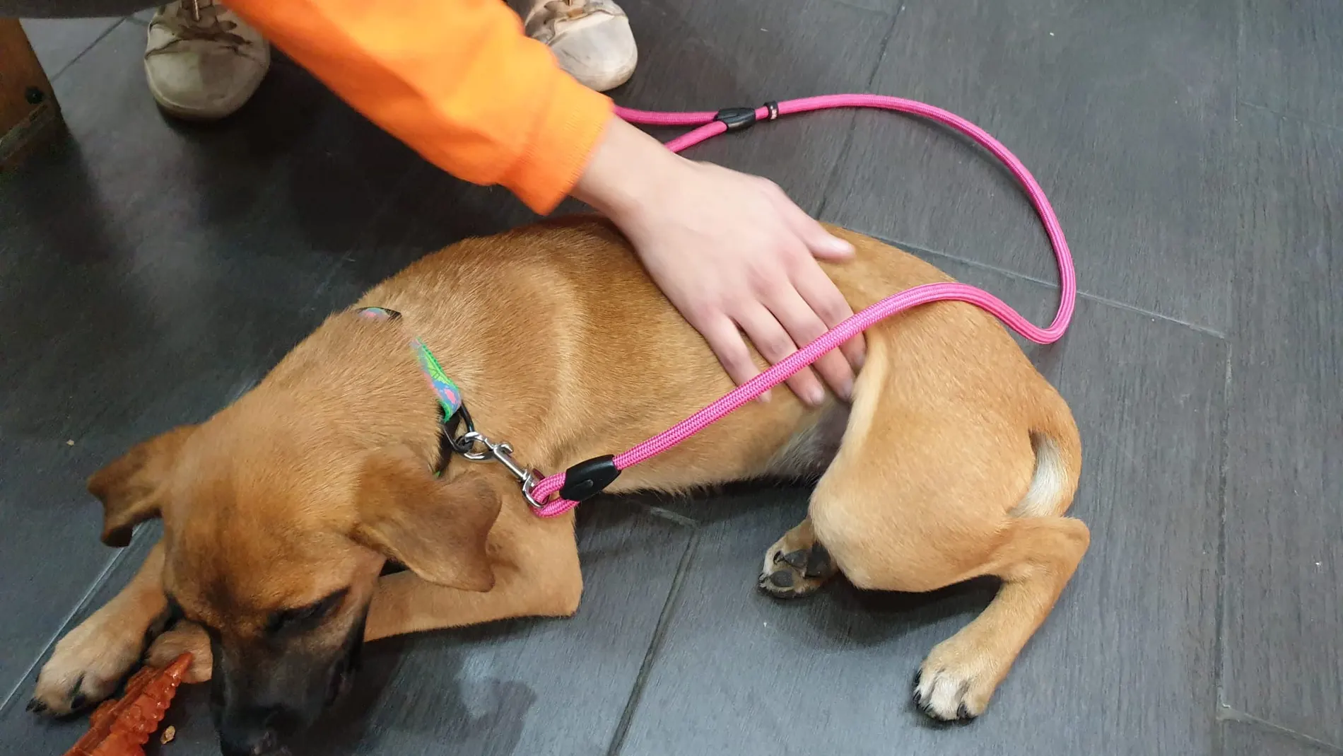Adopciones de mascotas en Ceuta. Adopciones de mascotas en Ceuta.