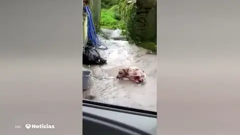 Detenido un hombre acusado de maltratar a su perro hasta la muerte Detenido un hombre acusado de maltratar a su perro hasta la muerte