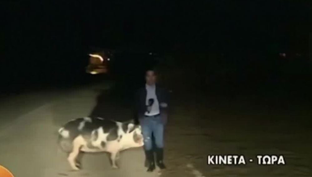 Un reportero es perseguido por un cerdo en mitad de un directo